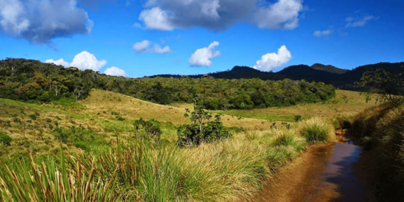 Comprehensive Excursion: Horton Plains and Pedro Tea Factory - Lunch deserves a little planning