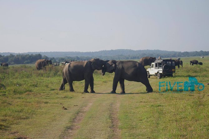 Cultural and Wildlife Expedition – 10 Days - Colombo Airport to Negombo: An easy first day