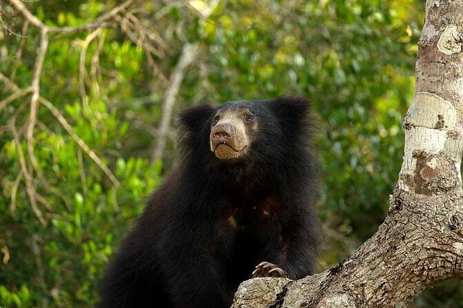 Day Excursion to Yala National Park From Colombo - Why this Colombo to Yala day trip takes all day