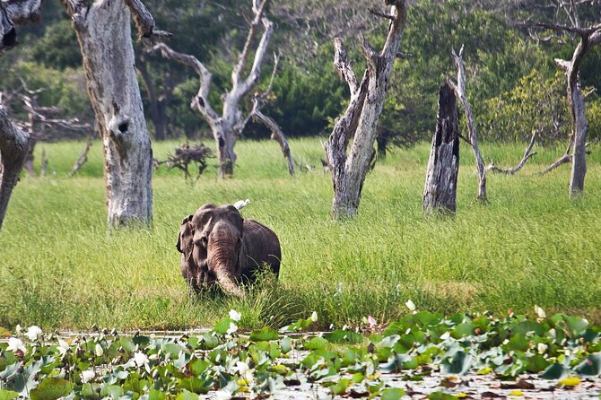 Day Excursion to Yala National Park From Colombo - Arriving at Yala National Park