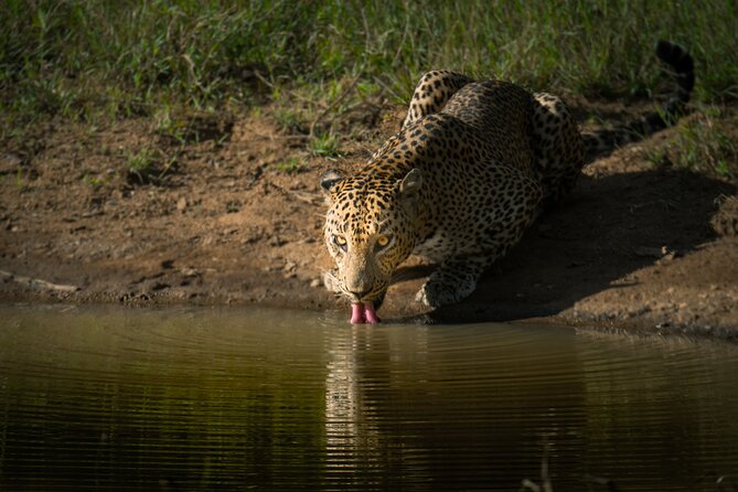 Day Excursion to Yala National Park From Colombo - What you might see during the three-hour safari