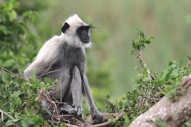 Day Excursion to Yala National Park From Colombo - Leaving Colombo at 6:00 am