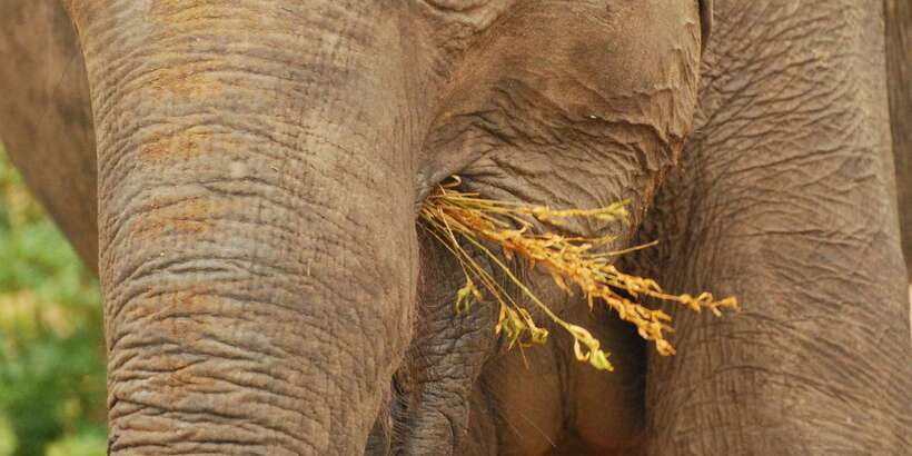 Day Safari From Hambantota - Key points to know before you go