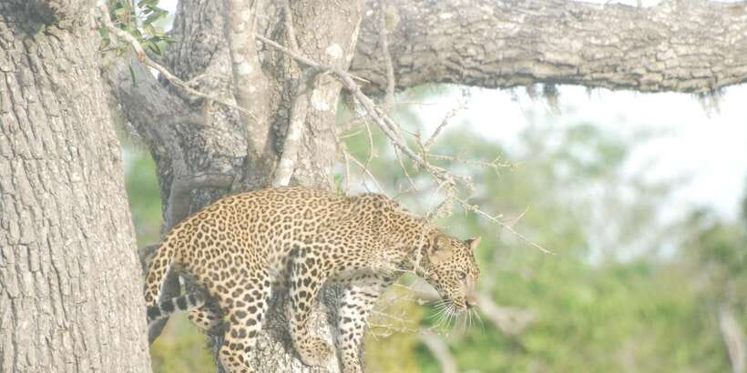Day Safari From Hambantota - Is $55 per person a fair price?
