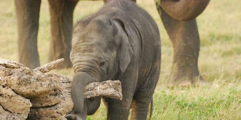Day Safari From Hambantota - The strongest part is the flexible attitude