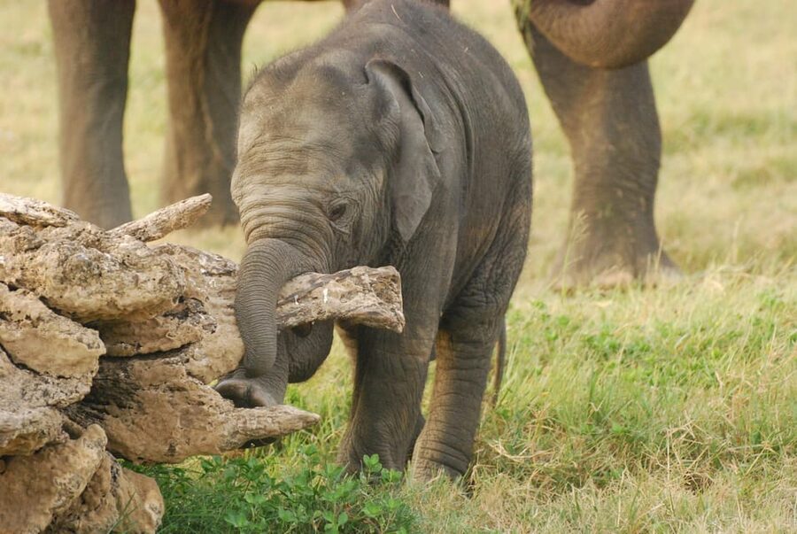 Day Safari From Hambantota - Who will enjoy this outing most?