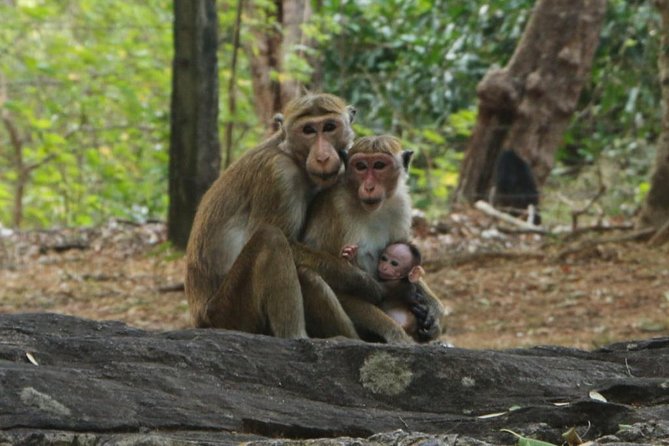 Day Tour from Dambulla to Sigiriya or Pidurangala & Polonnaruwa - The possible jungle stop and driving lesson