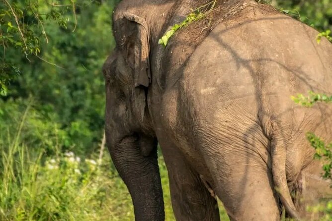 Day Tour from dambulla to Sigiriya & Polonnaruwa - The nine-hour schedule and its limits