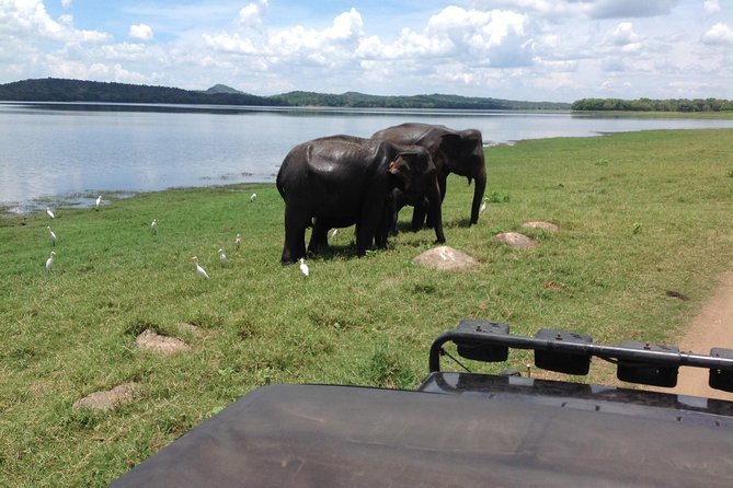 Day Tour from kandy to Sigiriya, Dambulla & National Park safari. - The driver can make or break the day