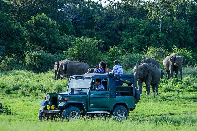 Day Tour from kandy to Sigiriya, Dambulla & National Park safari. - Minneriya National Park and the elephant question