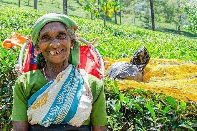 Day Tour of Nuwara Eliya - Leaving Kandy for Sri Lanka’s tea country