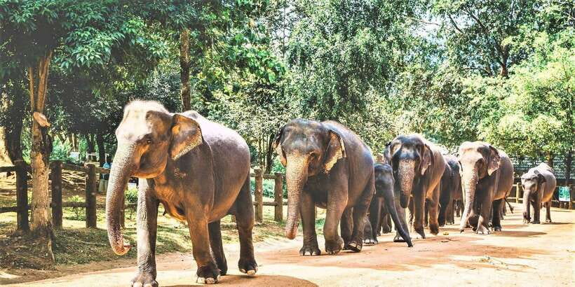 Day Tour to Elephant Orphanage / spice garden - Five things to know before you go