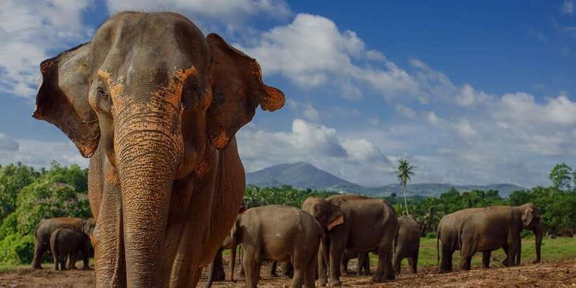 Day Tour to Elephant Orphanage / spice garden - Why Pinnawala is worth the long ride from Colombo