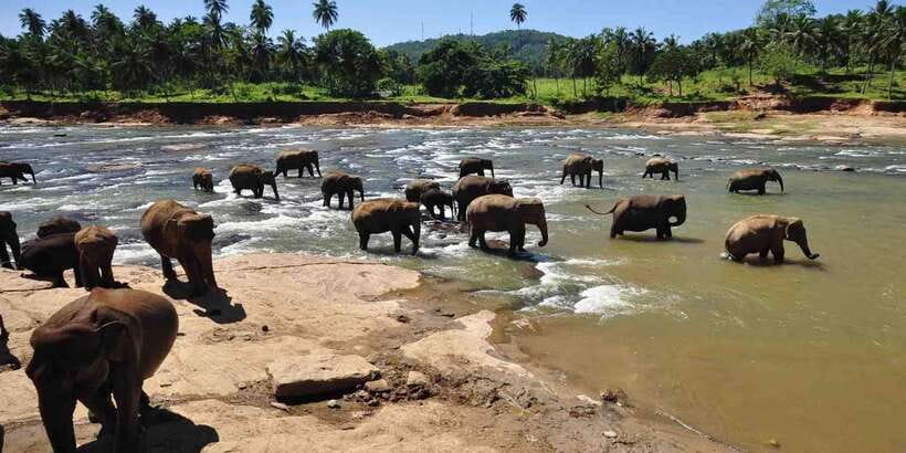 Day Tour to Elephant Orphanage / spice garden - Watching the elephants near the river