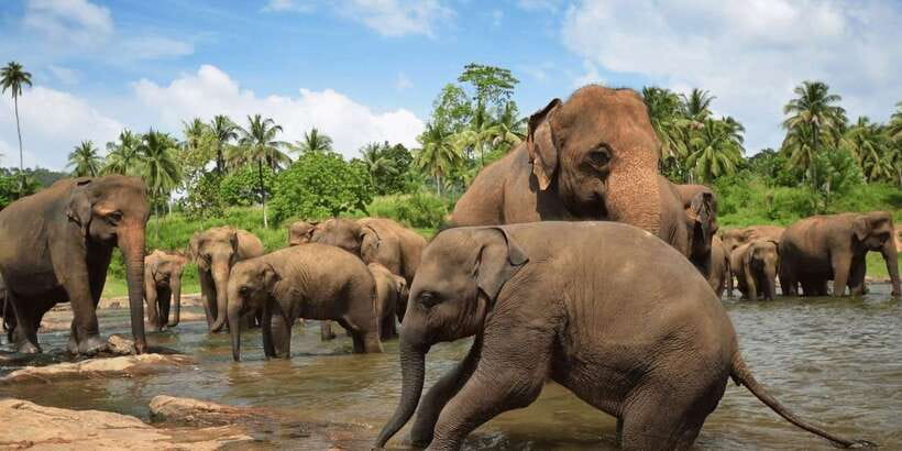 Day Tour to Elephant Orphanage / spice garden - The Colombo pickup and the 2.33-hour drive