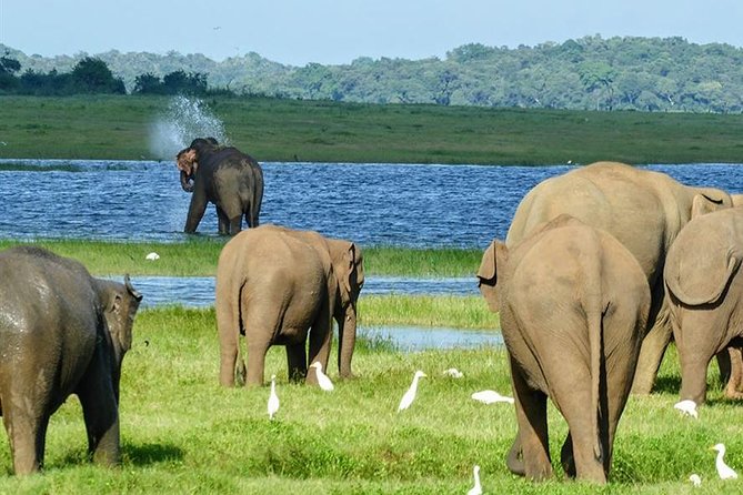 Day tour to Minneriya National Park,Sigiriya & Dambulla from Kandy - Key points to know before booking