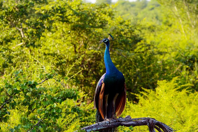 Day tour to Minneriya National Park,Sigiriya & Dambulla from Kandy - Walking through Dambulla Cave Temple