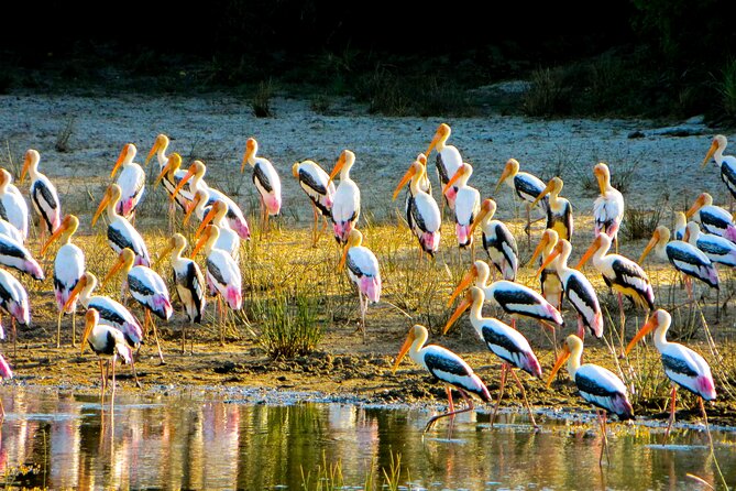 Day tour to Minneriya National Park,Sigiriya & Dambulla from Kandy - Guide quality and the driver-only question