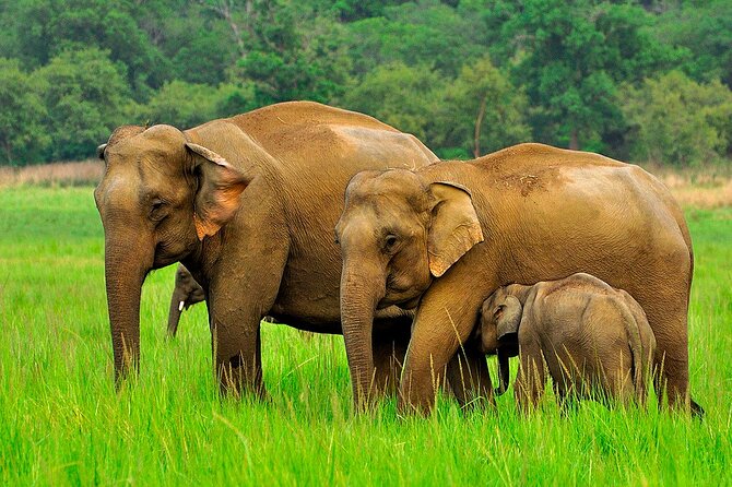 Day tour to Minneriya National Park,Sigiriya & Dambulla from Kandy - Leaving Kandy at 7 a.m.