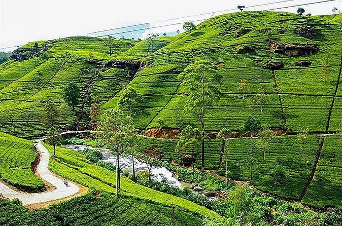 Day Tour to Nuwara Eliya from Kandy by Lux Tours Lanka - Who should book this experience?
