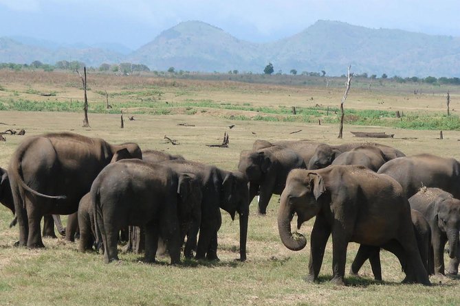 Day tour to Udawalawe from Colombo - Entering Udawalawe National Park by open 4WD jeep