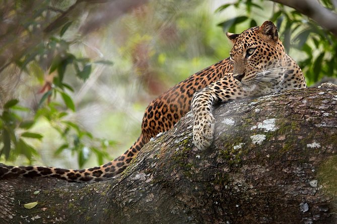 Day Tour to Wilpattu National Park from Colombo - Why Wilpattu Makes Such a Big Day Worth Considering