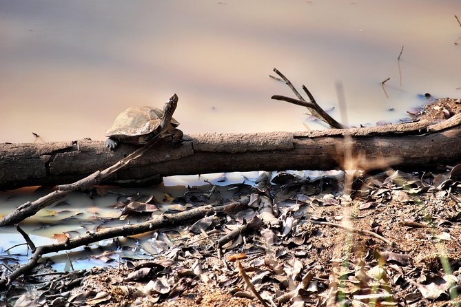 Day Tour to Wilpattu National Park from Colombo - Wildlife Highlights, From Leopards to Butterflies