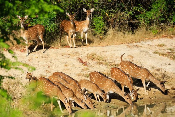 Day Tour to Wilpattu National Park from Colombo - Lunch, Snacks, and the Food Question