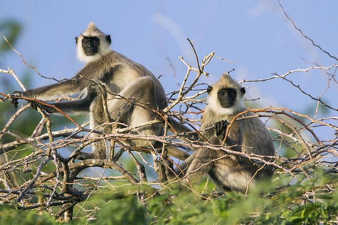 Day Tour to Wilpattu National Park from Colombo - Is the $150 Price Fair?