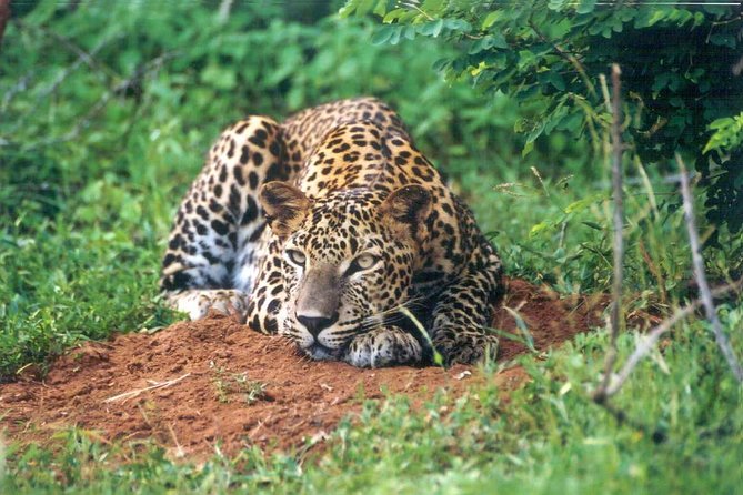 Day Tour to Wilpattu National Park from Colombo - Weather, Timing, and What Can Change