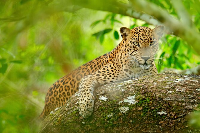 Day Tour to Wilpattu National Park from Colombo - The Colombo Pickup and Long Road North