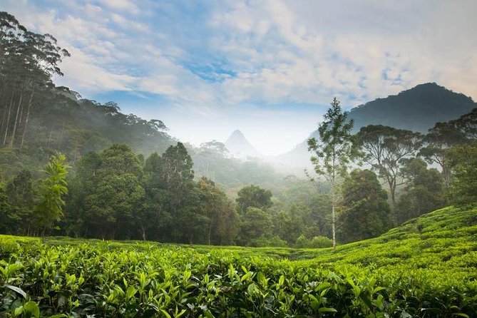Day Trip to Nuwara Eliya with Kingfisher Tours - Why this Colombo to Nuwara Eliya day trip works