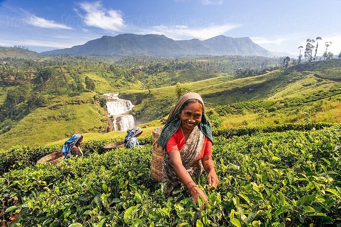 Day Trip to Nuwara Eliya with Kingfisher Tours - The value of seeing Nuwara Eliya in one day