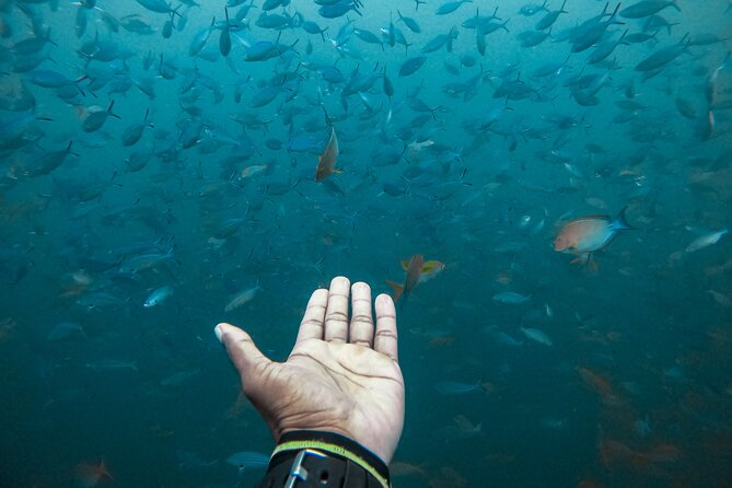 Discover SCUBA Diving in Beautiful Unawatuna Bay - How much attention will you receive?