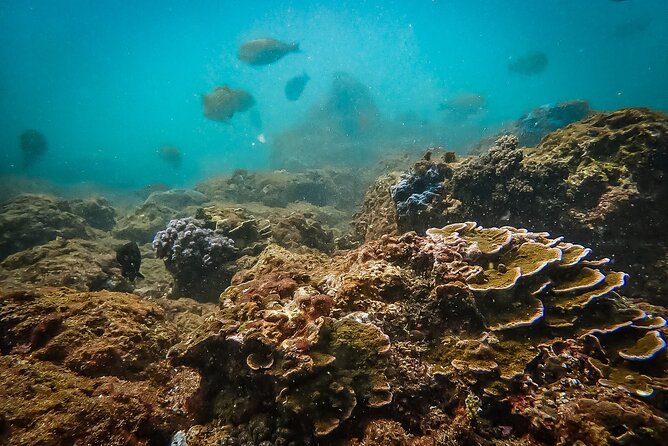 Discover SCUBA Diving in Beautiful Unawatuna Bay - The one-meter lagoon lesson