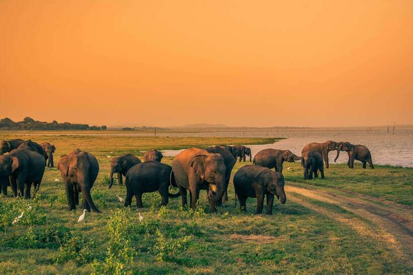 Elephant Jeep Safari at Minneriya National Park - Key Points Before You Book