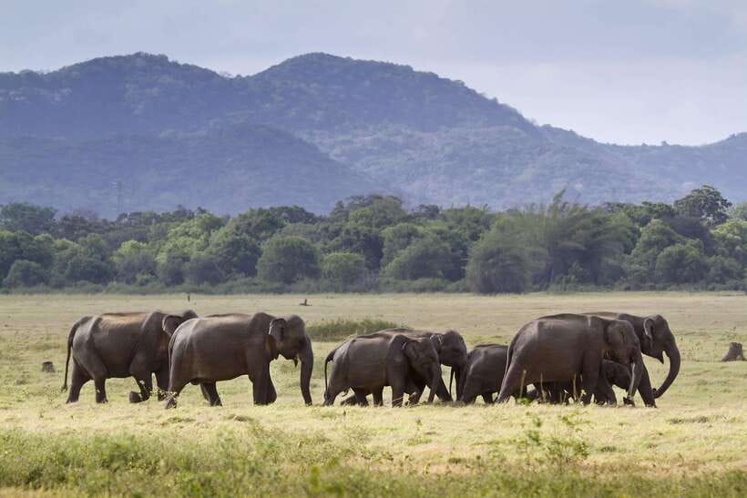 Elephant Jeep Safari at Minneriya National Park - Why Minneriya Is Famous for Elephants