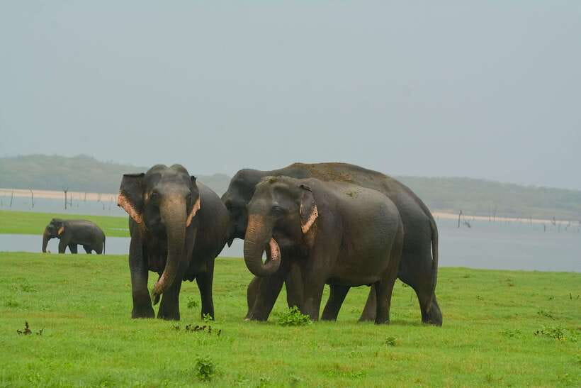Elephant Jeep Safari at Minneriya National Park - Three and a Half Hours Inside the Park