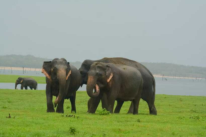 Elephant Jeep Safari at Minneriya National Park - Fifteen Minutes for Refreshments in Minneriya