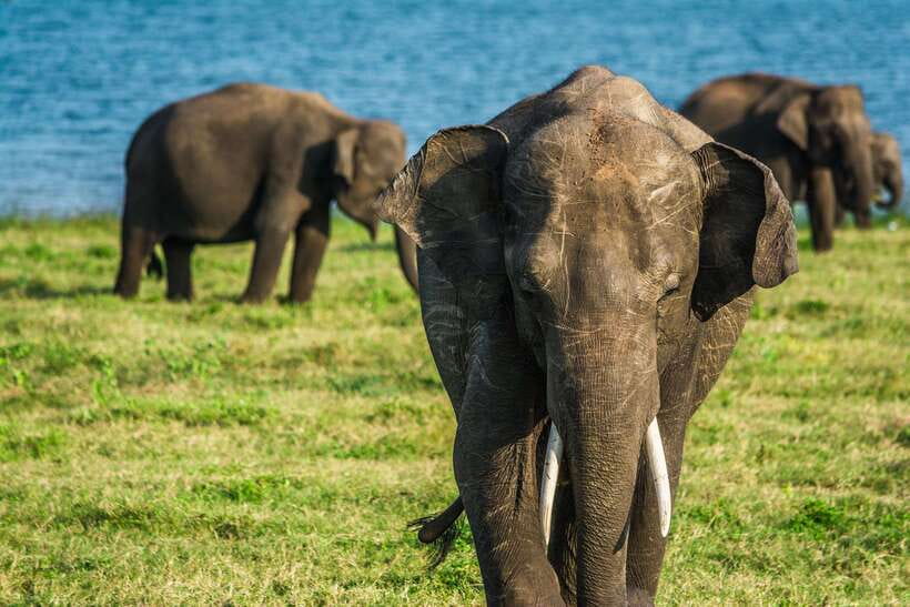 Elephant Jeep Safari at Minneriya National Park - What the $35 Price Really Covers