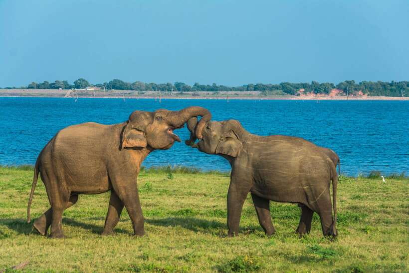 Elephant Jeep Safari at Minneriya National Park - Best Time, Best Clothing, and Smart Packing