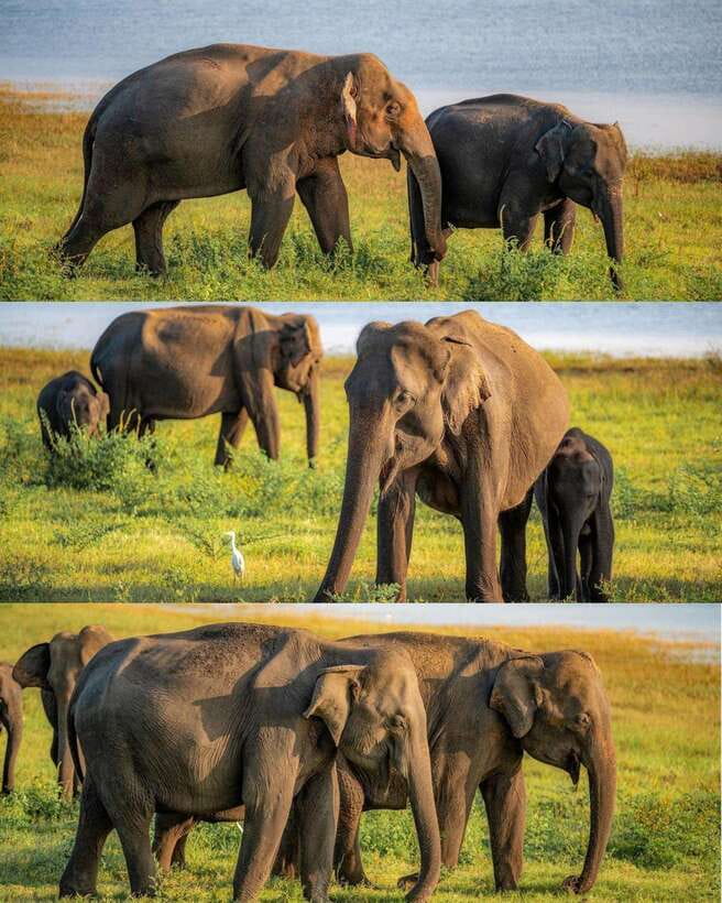 Elephant Kingdom Safari – Minneriya National Park - Key points to know before booking
