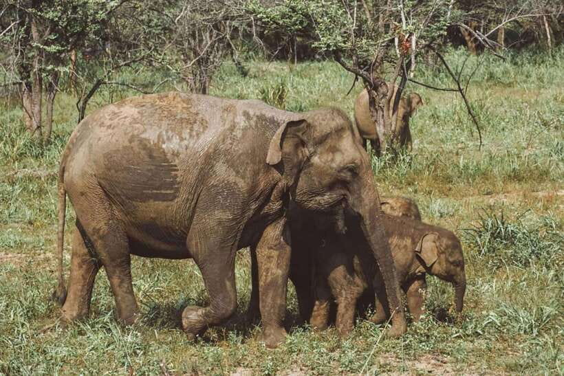 Elephant Kingdom Safari – Minneriya National Park - Inside the private 4x4 safari jeep