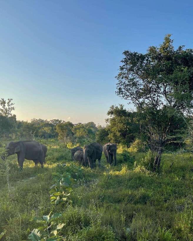 Elephant Kingdom Safari – Minneriya National Park - The dry season and the elephant gathering