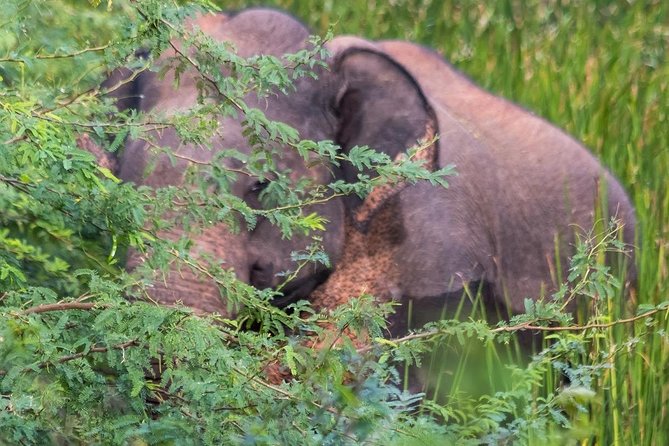 Elephant Transit Home Udawalawe with Jeep safari from Colombo - What the $135 price really covers