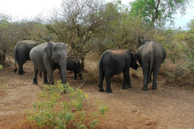Elephant Transit Home Udawalawe with Jeep safari from Colombo - Private transport makes the long return easier