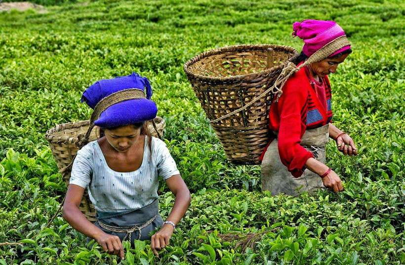 Ella Day Tour: with Tea Factory Visit from Colombo/Bentota - How the day feels in practice