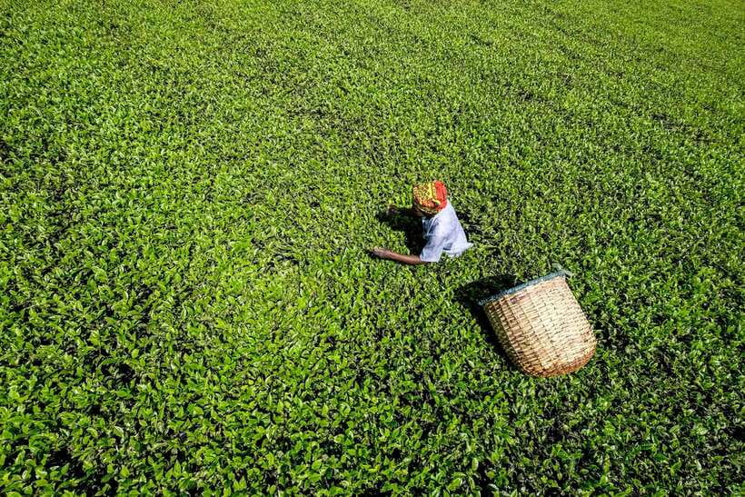 Ella Day Tour: with Tea Factory Visit from Colombo/Bentota - Is $159 good value?