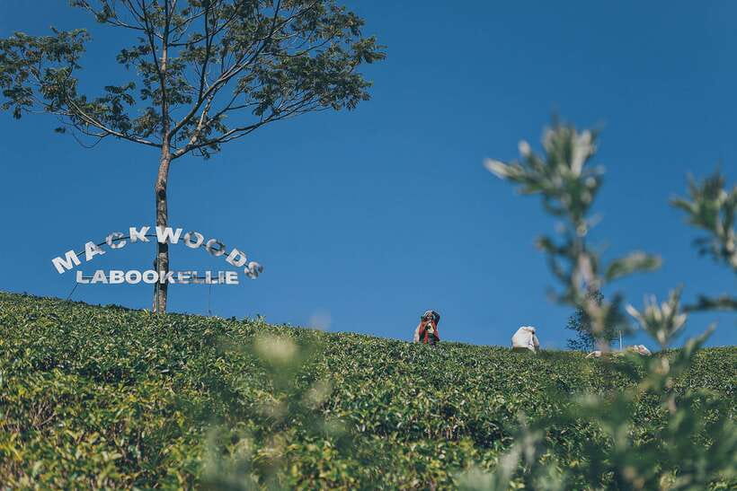 Ella Day Trip: with Little Adam's Peak Hike From Colombo - Key Points Before You Book