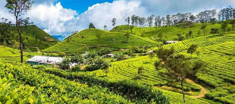Ella Day Trip: with Little Adam's Peak Hike From Colombo - Who Should Book This Colombo to Ella Day Trip?